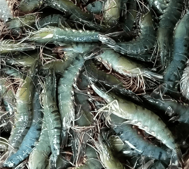 Tiger prawn - a premium seafood delicacy